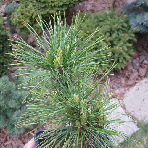 Pinus sibirica 'Ermak' - Siberi seedermänd 'Ermak'